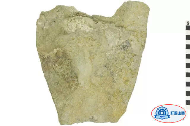 沉積巖和變質巖