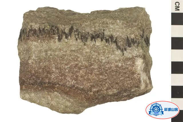 沉積巖和變質巖